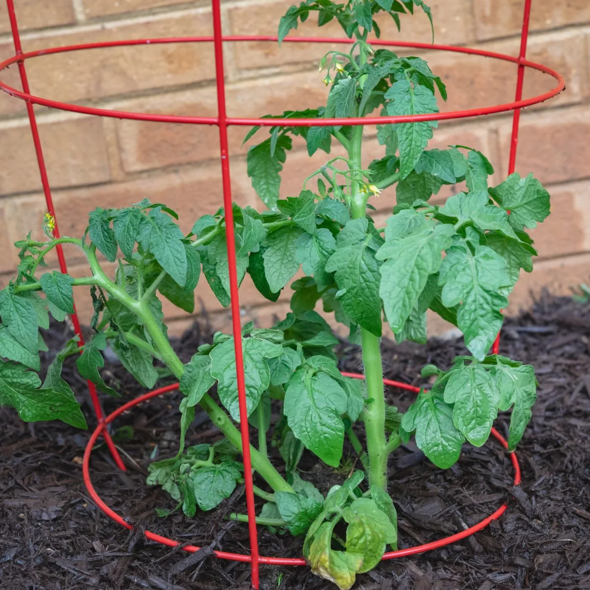 A red metal cage places around a tomato plant