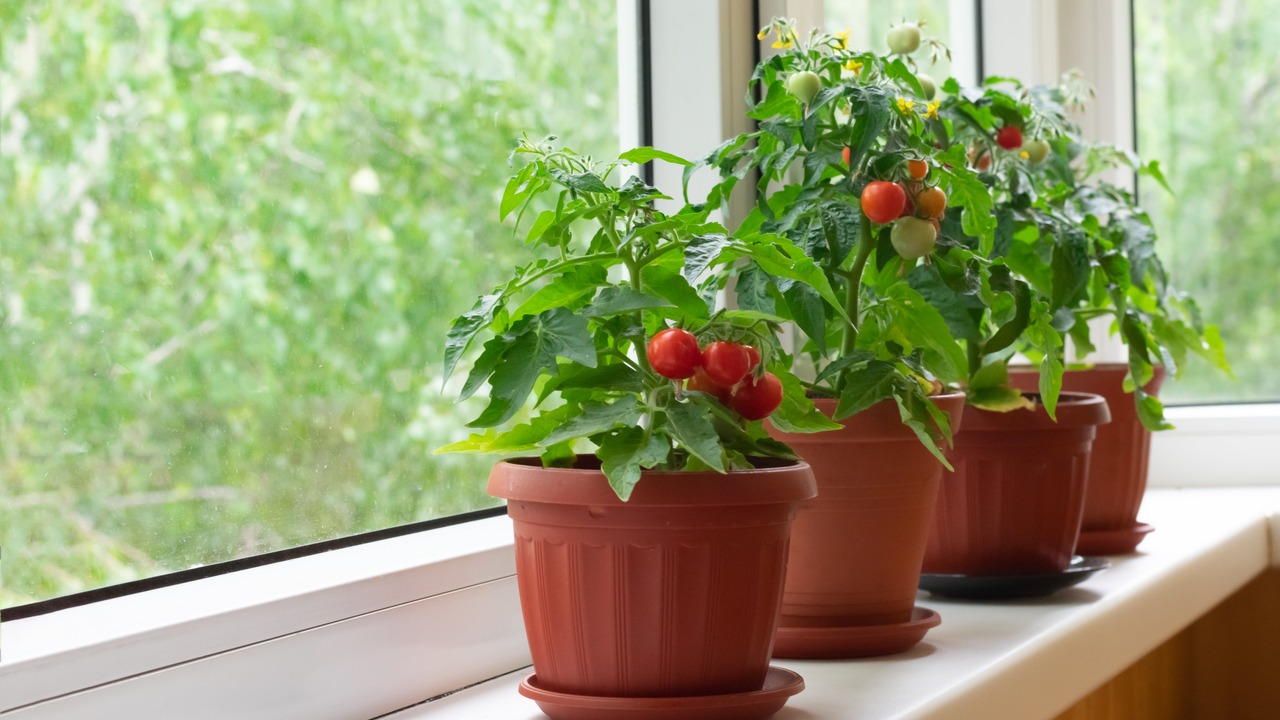 Small bush of balcony cherry tomatos in brown pots on white windowsill. Gardening tomatoes in the home at summer