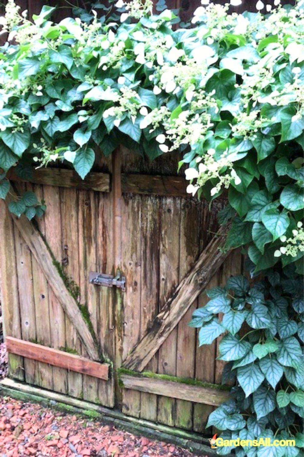 A climbing hydrangea over a wooden gate.