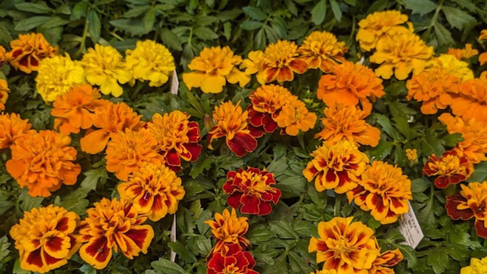 colorful marigold flowers.