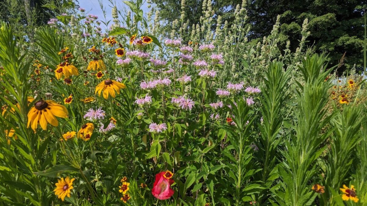 colorful wildflowers, including purple monarda, black eyed Susan, poppies, and more.