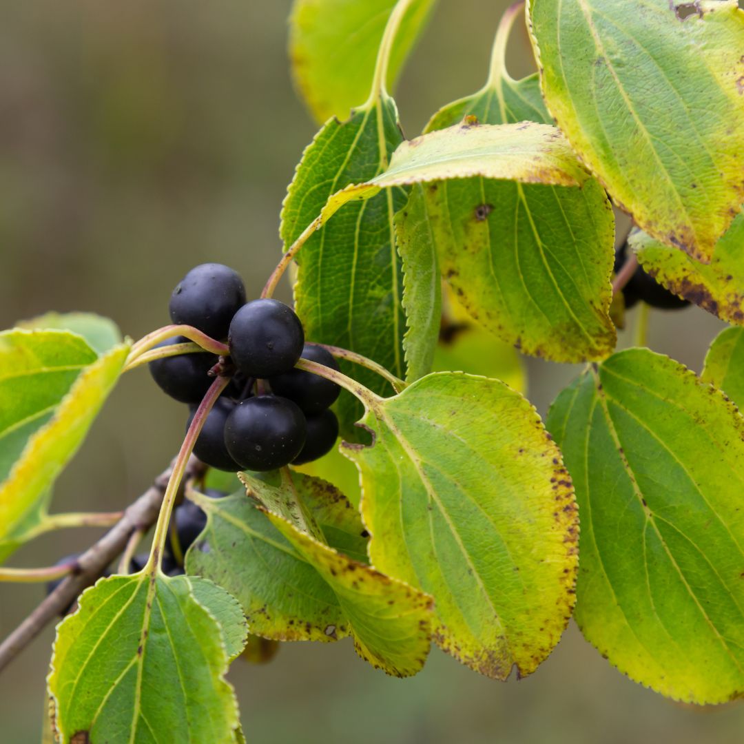 Common buckthorn plant with purple fruit
