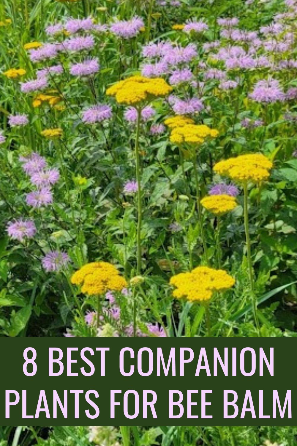 Eight best companion plants for bee balm.