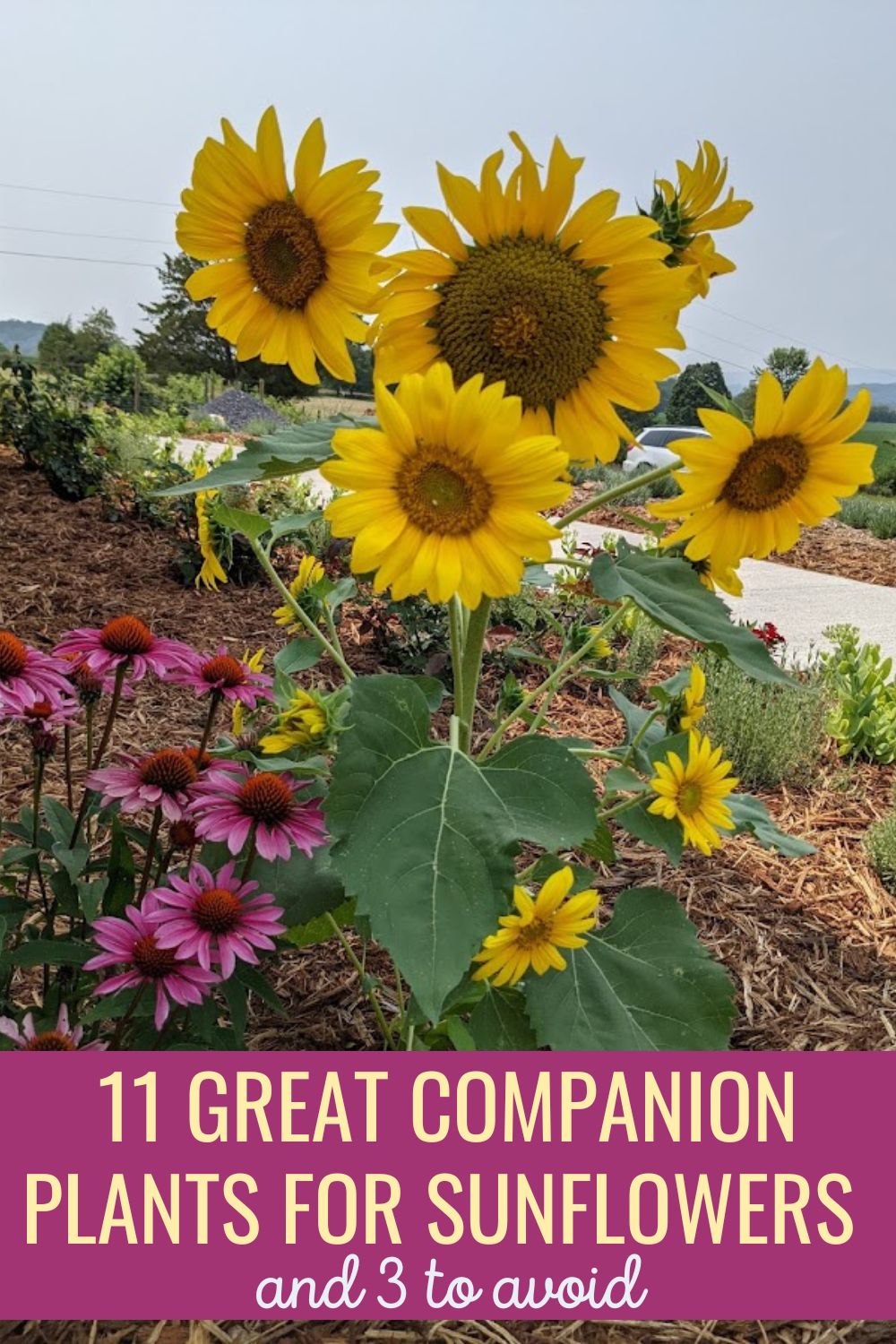 11 great companion plants for sunflowers and 3 to avoid.