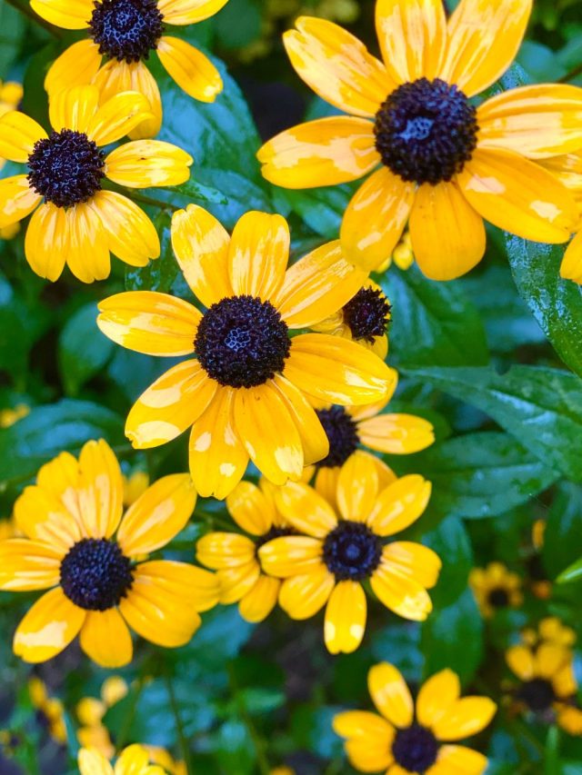 Transform Your Space with These 7 Stunning Plants Native To New Jersey