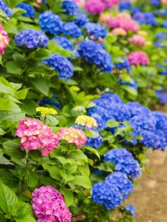 Bright colored pink and blue hydrangea flowers.