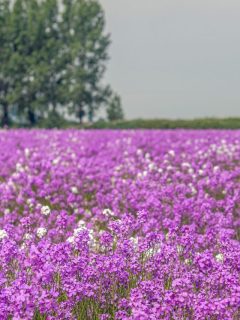 A field of bright pink dame's rocket flowers.