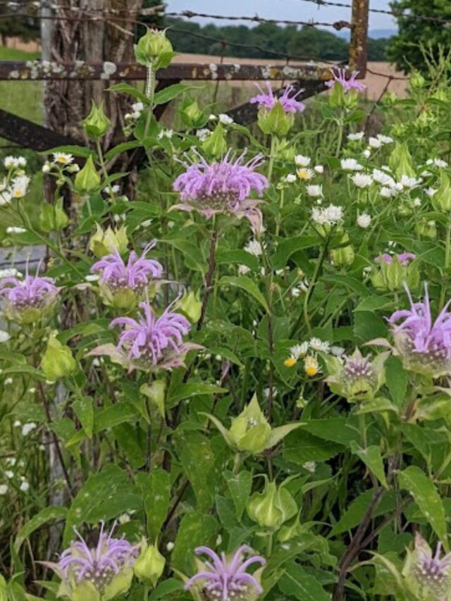 What to Plant With Bee Balm for a Truly Beautiful Colorful Garden