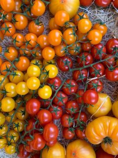 A nice tomato harvest of yellow, orange and red cherry tomatoes.