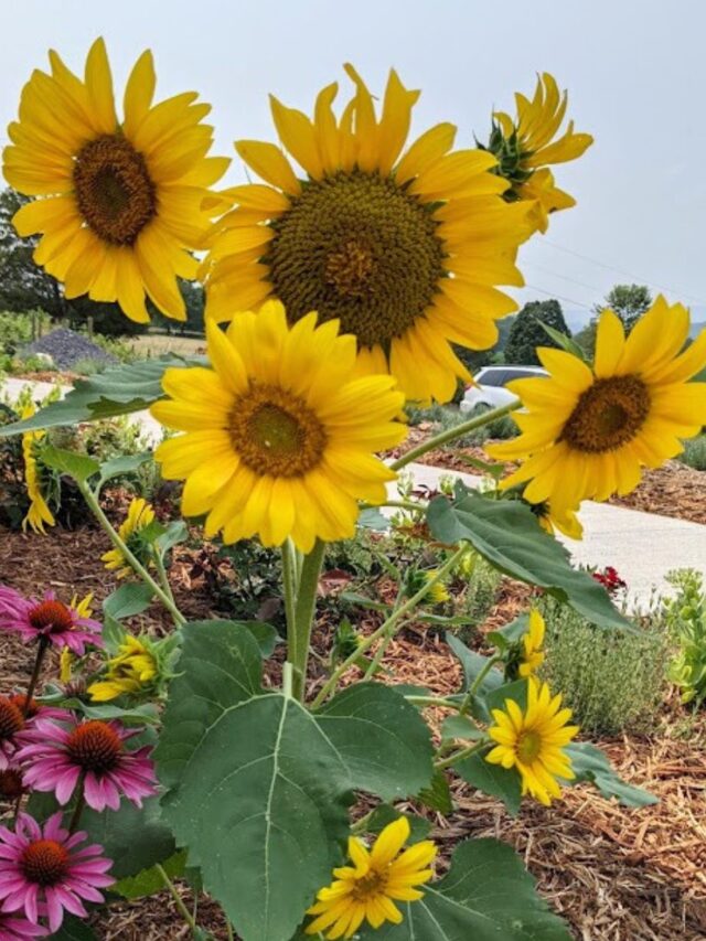 What to Plant With Sunflowers for a Cheerful Garden