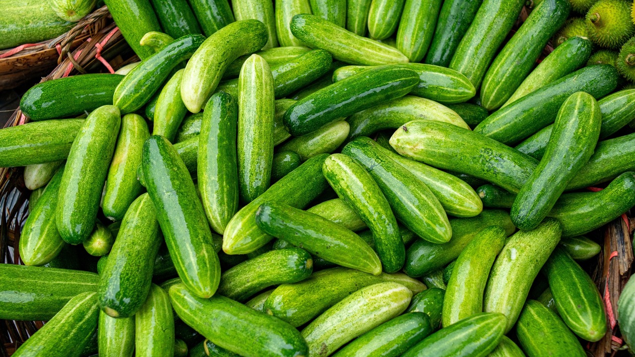 Cucumber is a nutritious fruit with a high water content