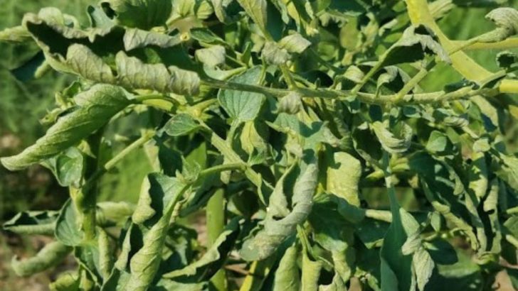 How To Save A Dying Tomato Plant