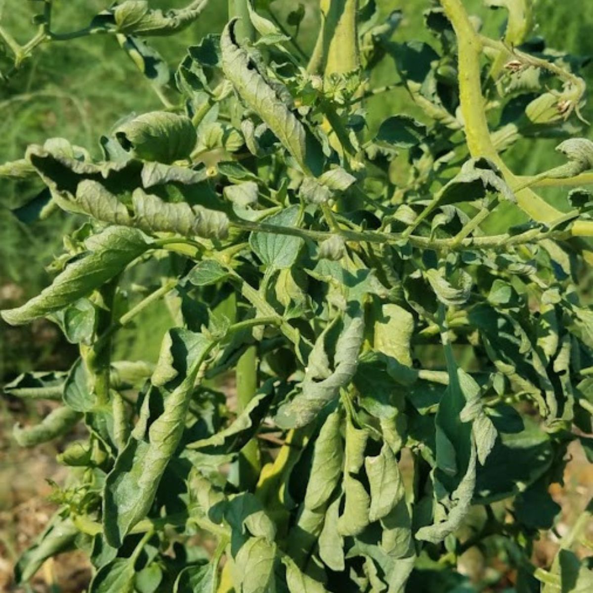 Curled up tomato leaves.