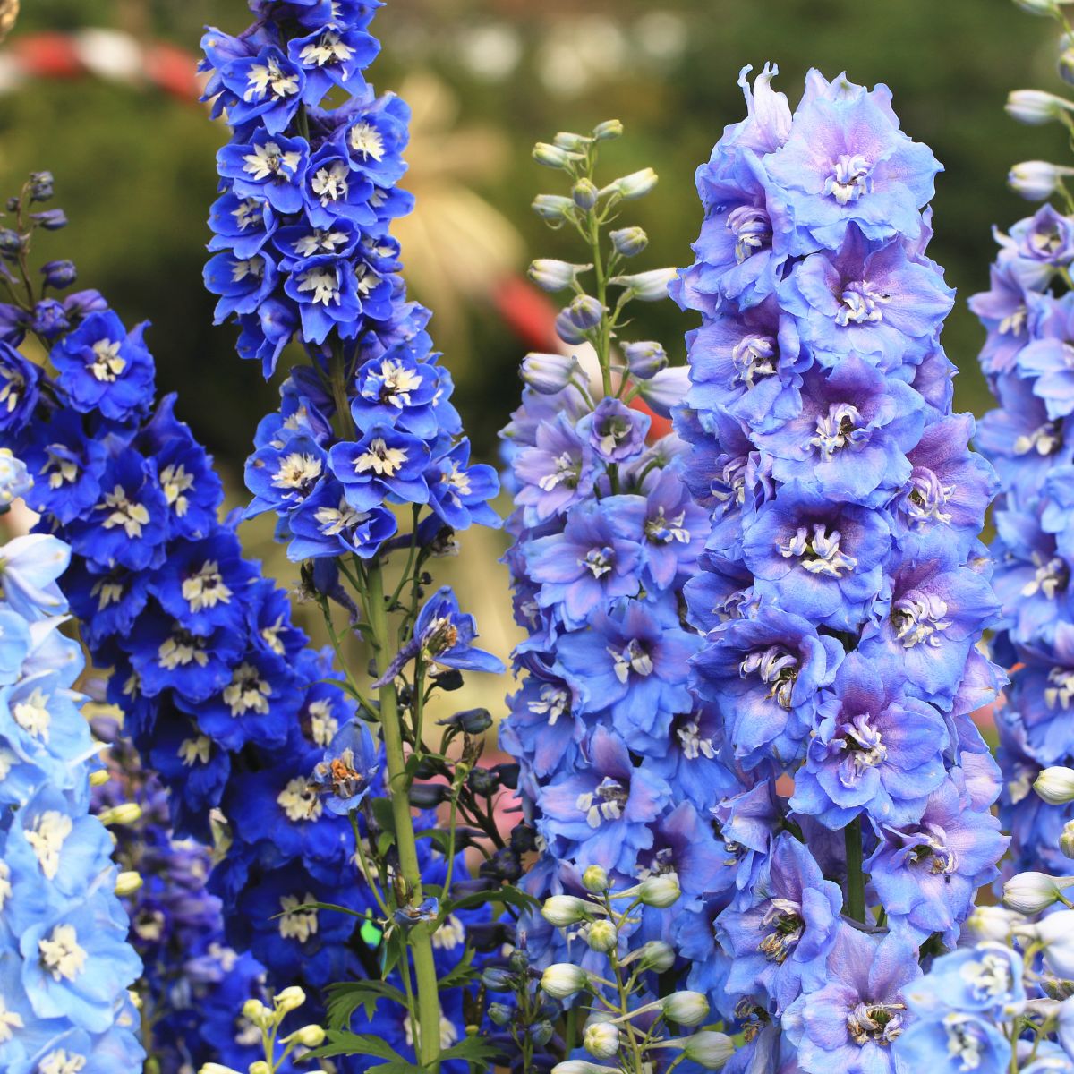 Delphinium flowers in different shades of blue.
