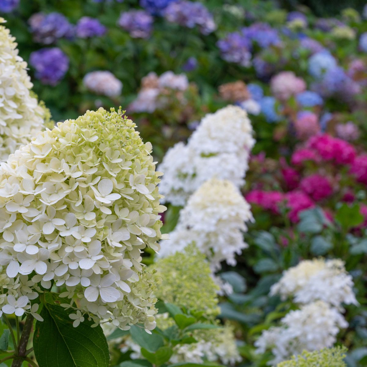 Different types of hydrangeas are planted together: white blooms in the front and shades of blue, pink, and purple in the background. 