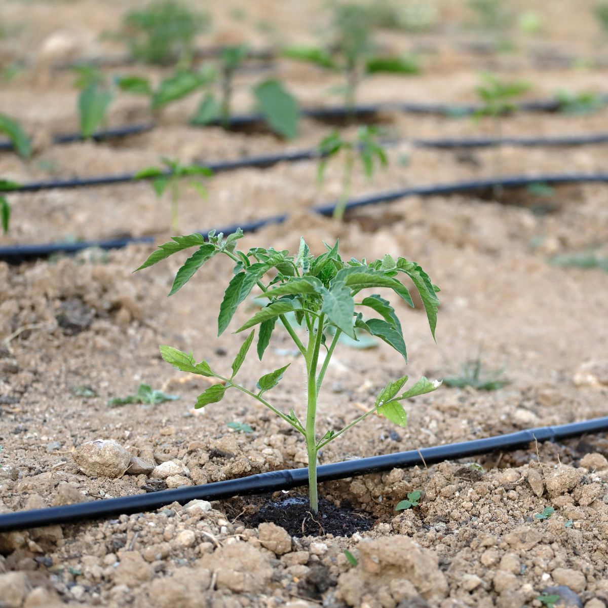 A tomato plant is watered with a soaker hose. 