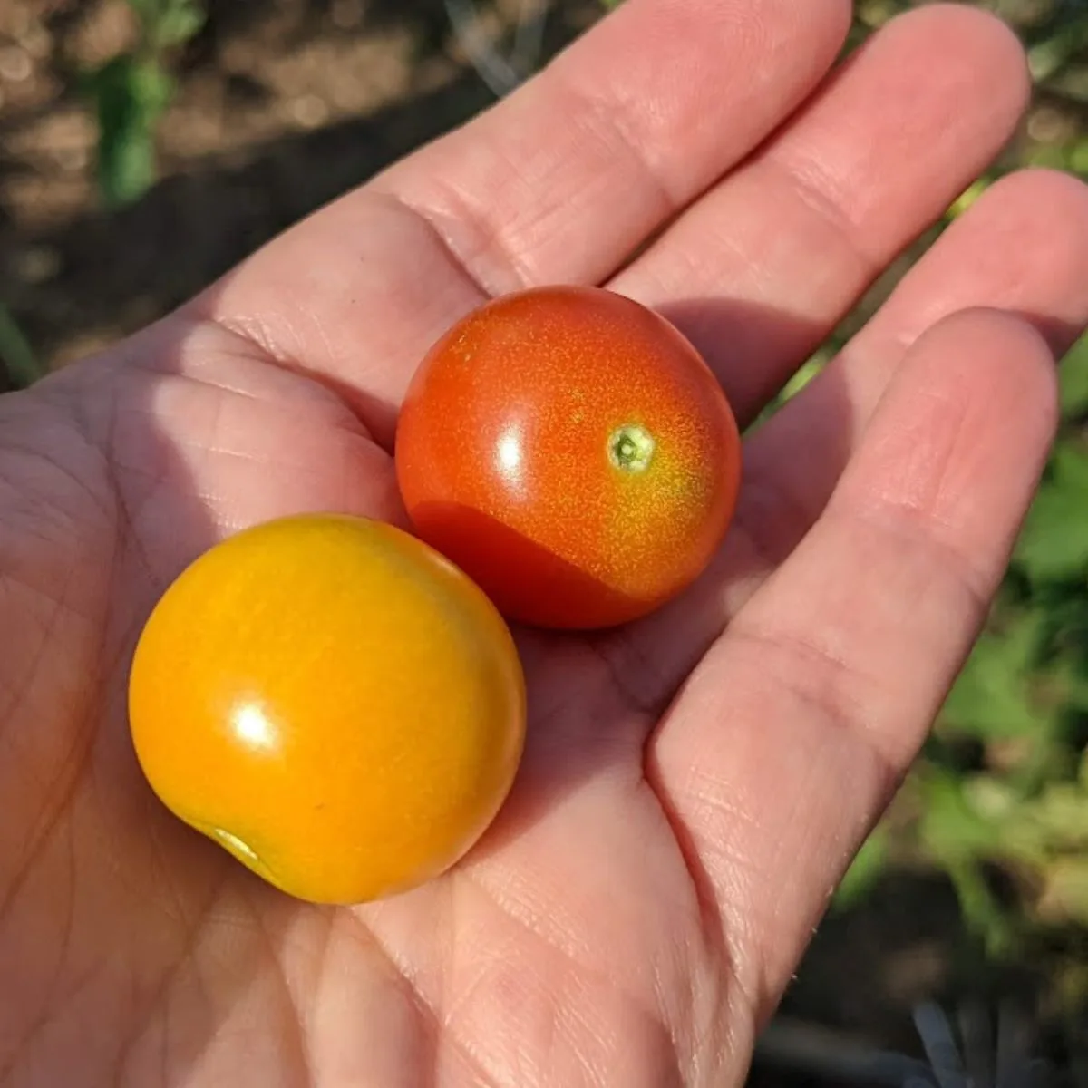 The first cherry tomatoes of the season: one red and one yellow. 