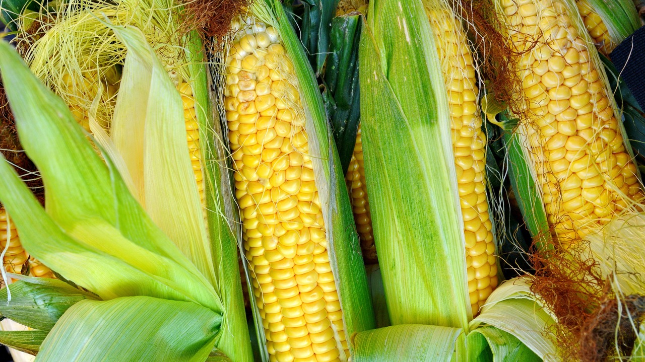 Yellow Corn Cob at Farmers Market. Farmer is selling organic corns in the farmer market.