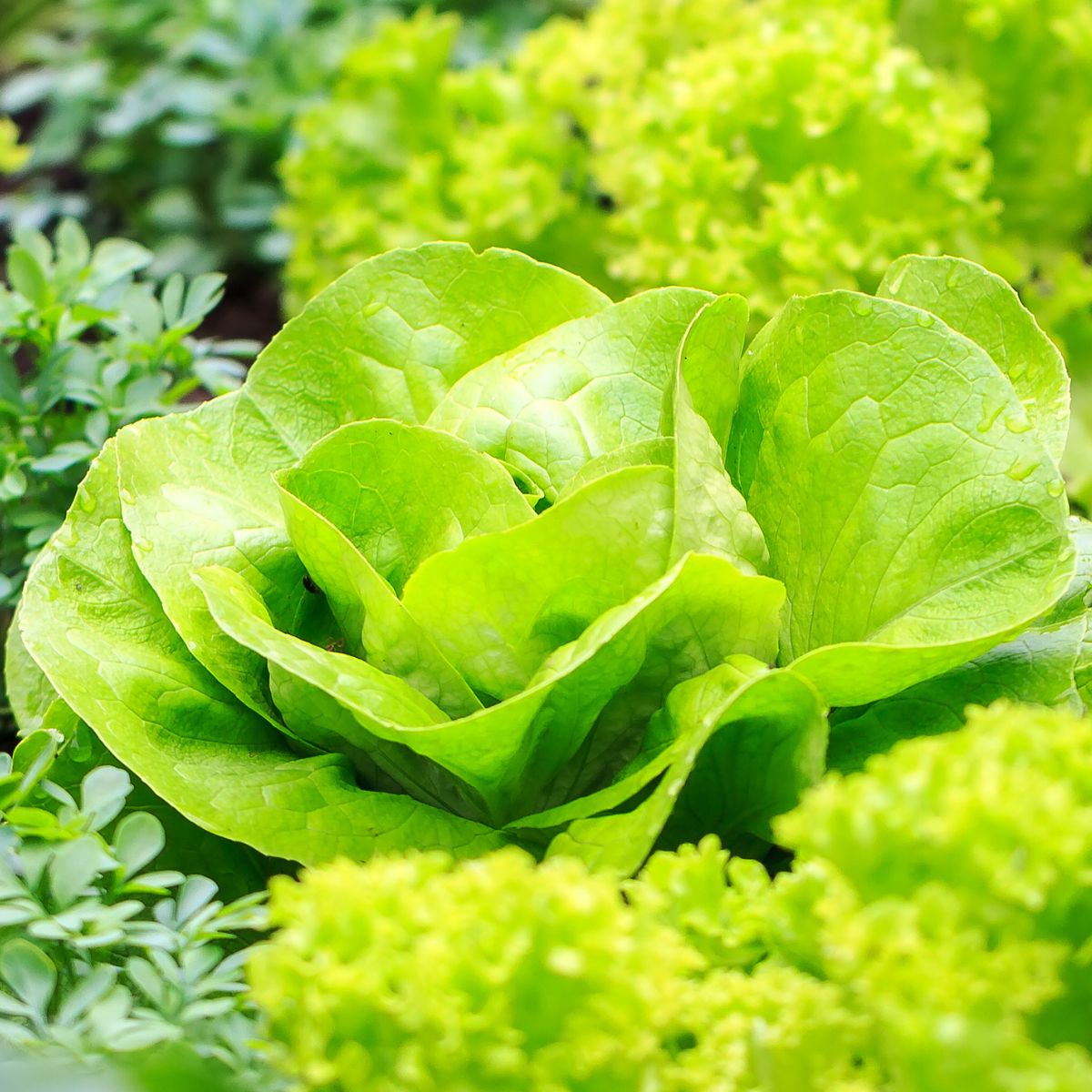 fresh green lettuce in the garden