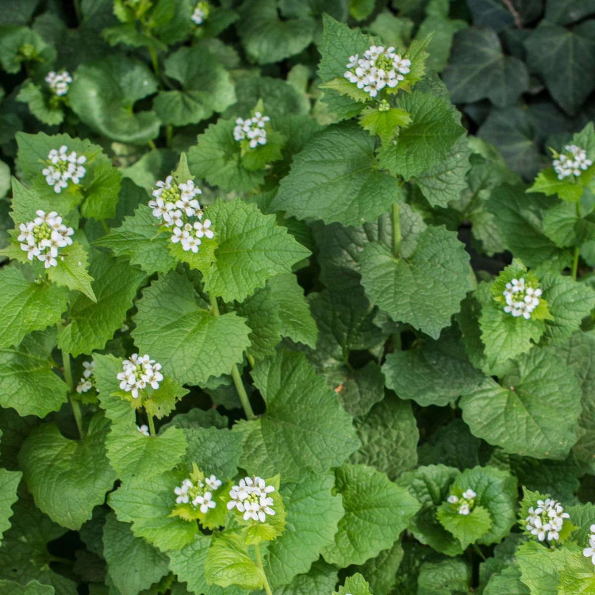 Garlic mustard with small white flowers.