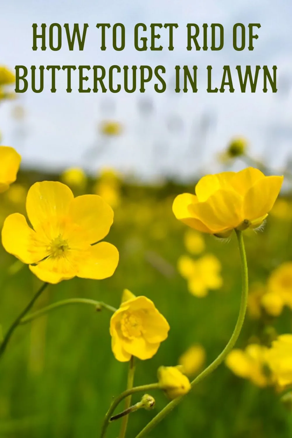 How to gt rid of buttercups in lawn.