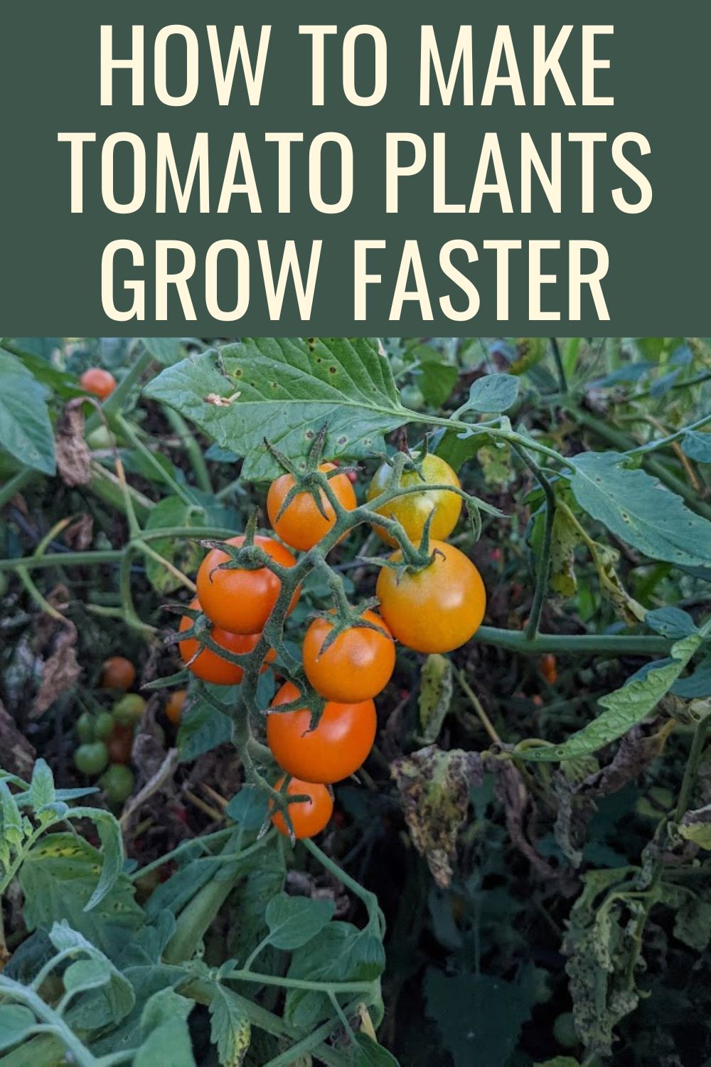 How to make tomato plants grow faster.