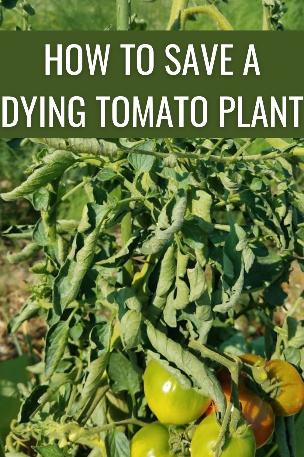 How to save a dying tomato plant.