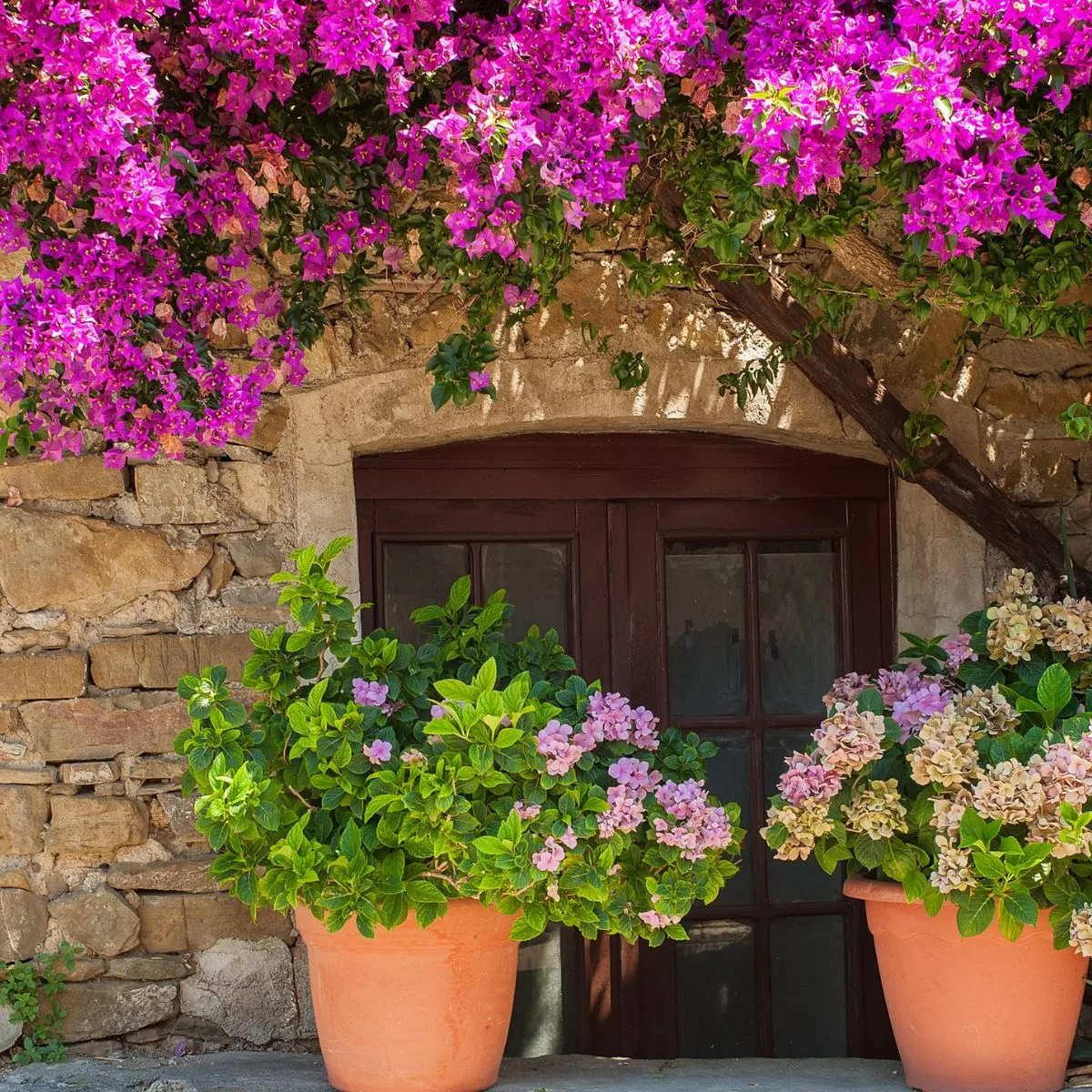 Italian house exterior decorated with hydrangea in flower pots and Bougainvillea tree.