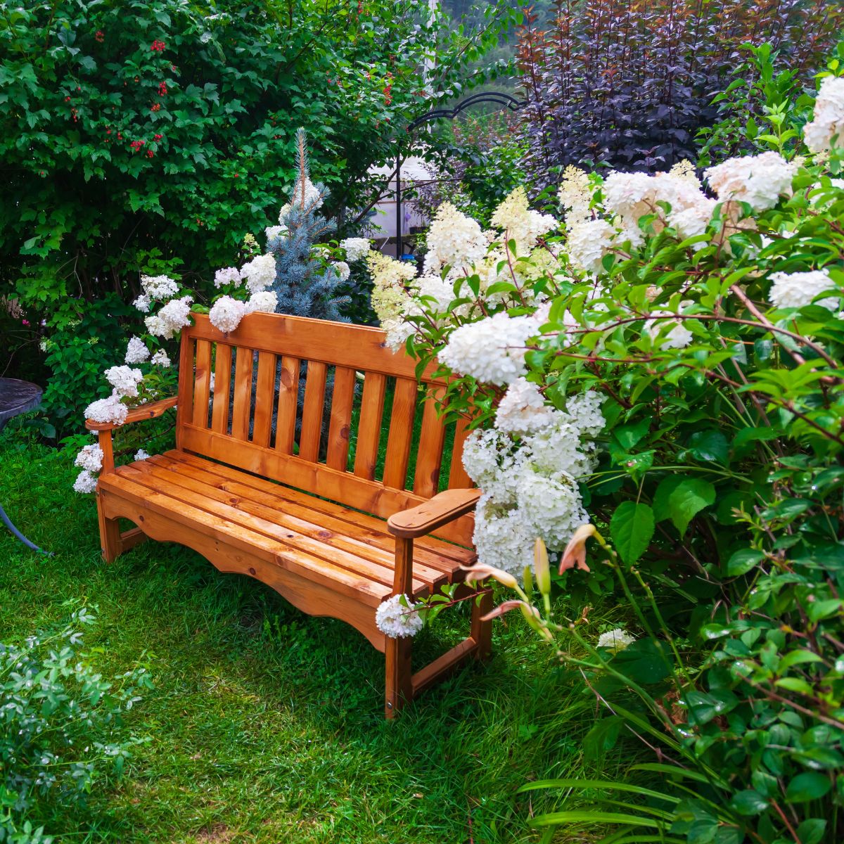 A beautiful wooden bench set against a large white hydrangea bush.