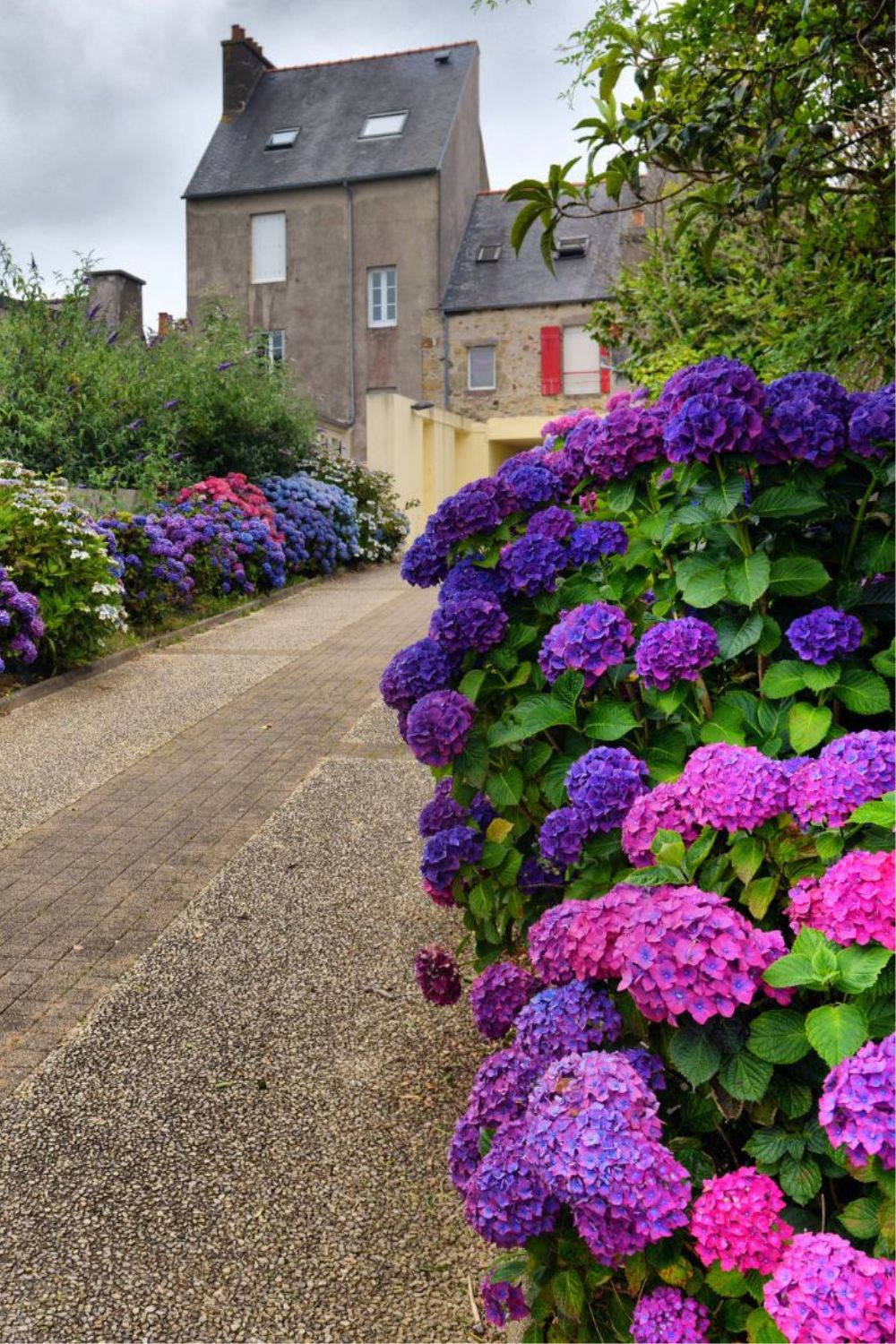 Gorgeous deep purple hydrangeas line a driveaway with an old house in the background.