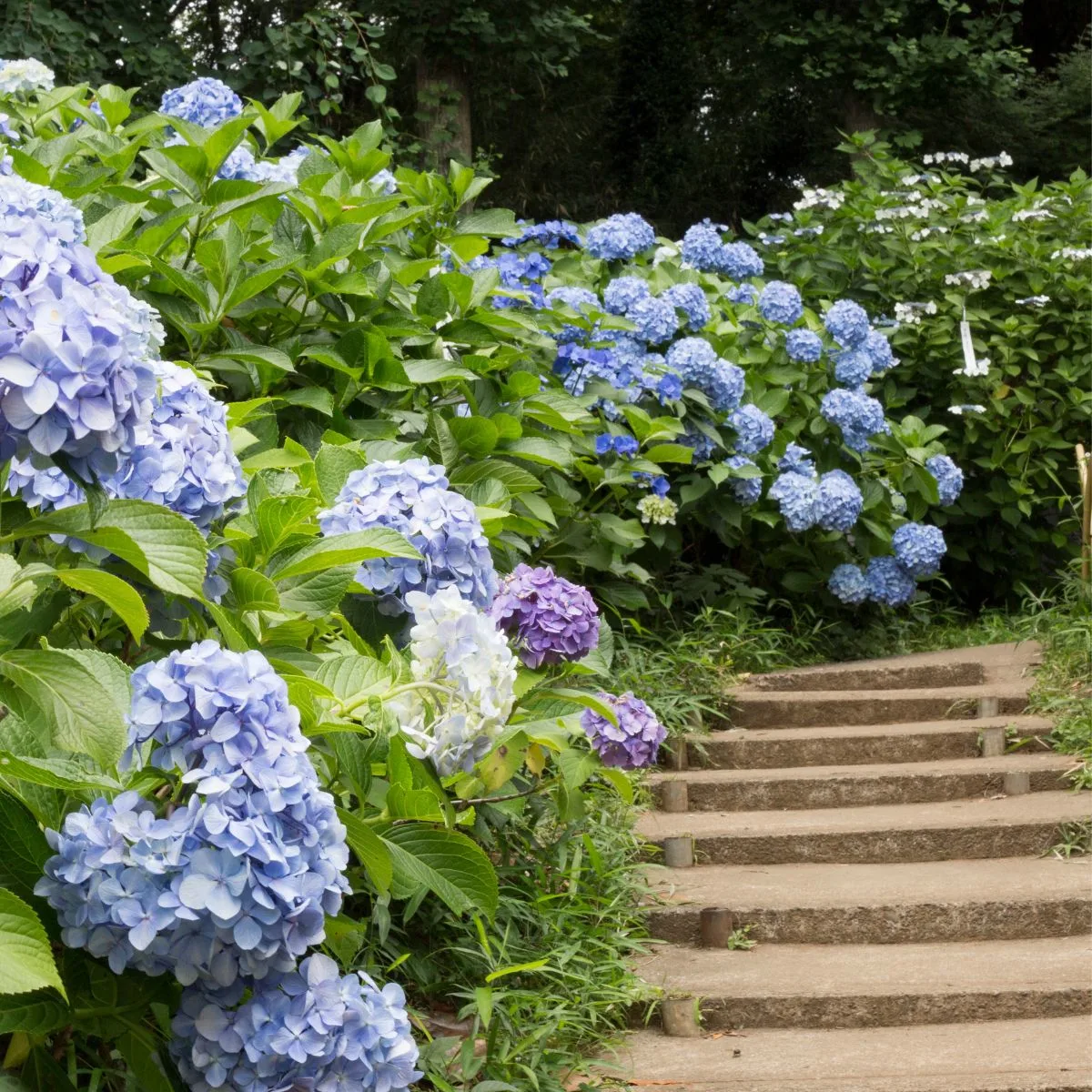 Light purple hydrangea shrubs bordering a set of stairs in the woods. 
