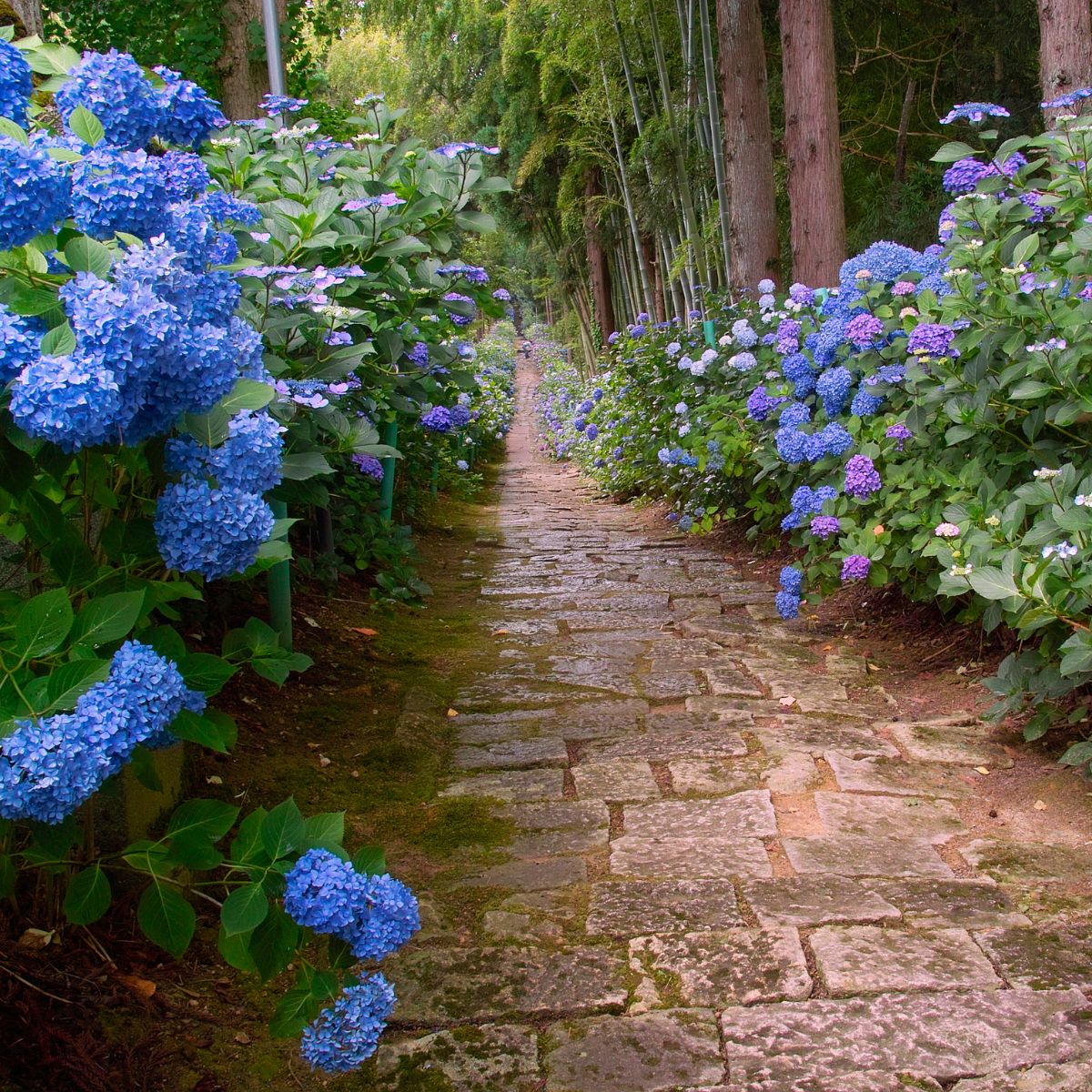 stone walkway flanked by hydrangea blooms.