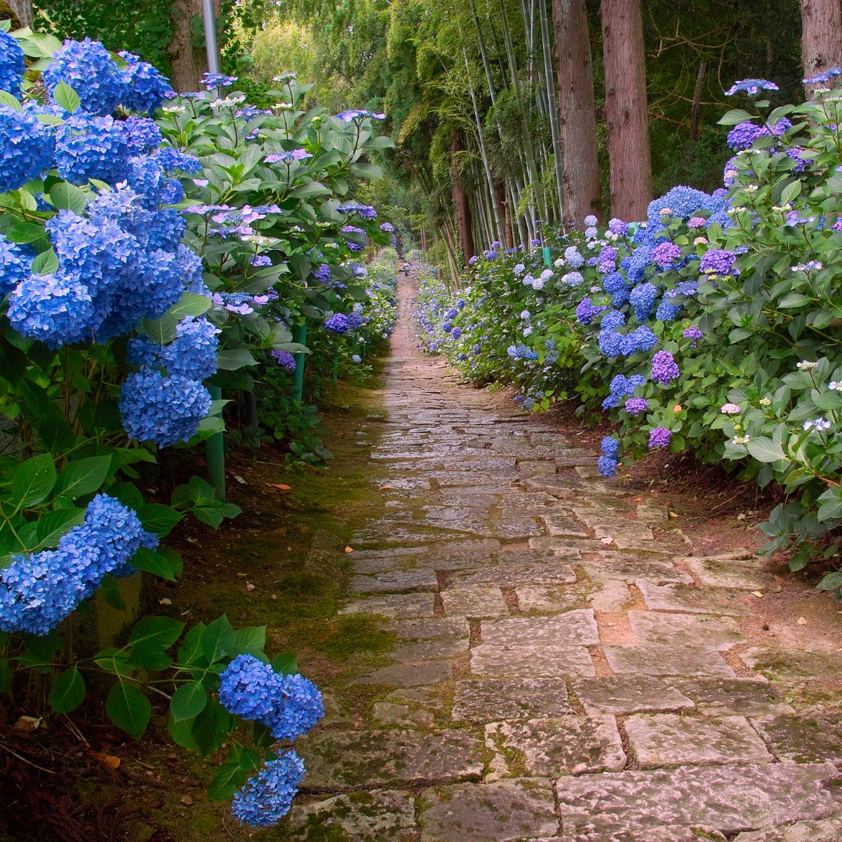 stone walkway flanked by blue hydrangeas.