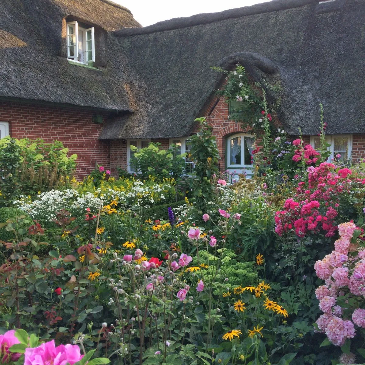 Pink hydrangeas in a cottage garden.