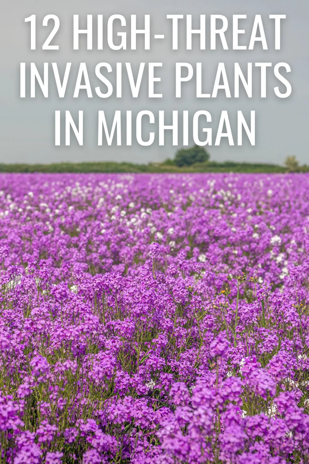 12 hight threat invasive plants in Michigan. 