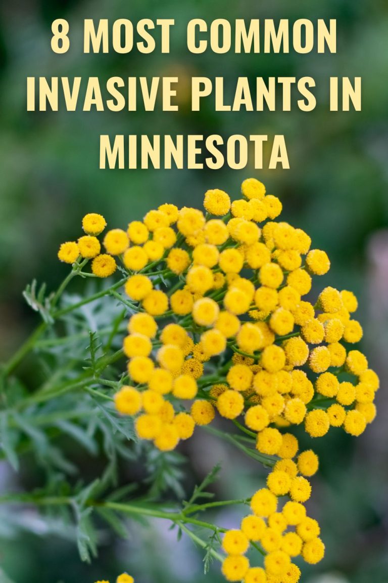 8 Most Common Invasive Plants In Minnesota (And 16 Beautiful Native Alternatives)