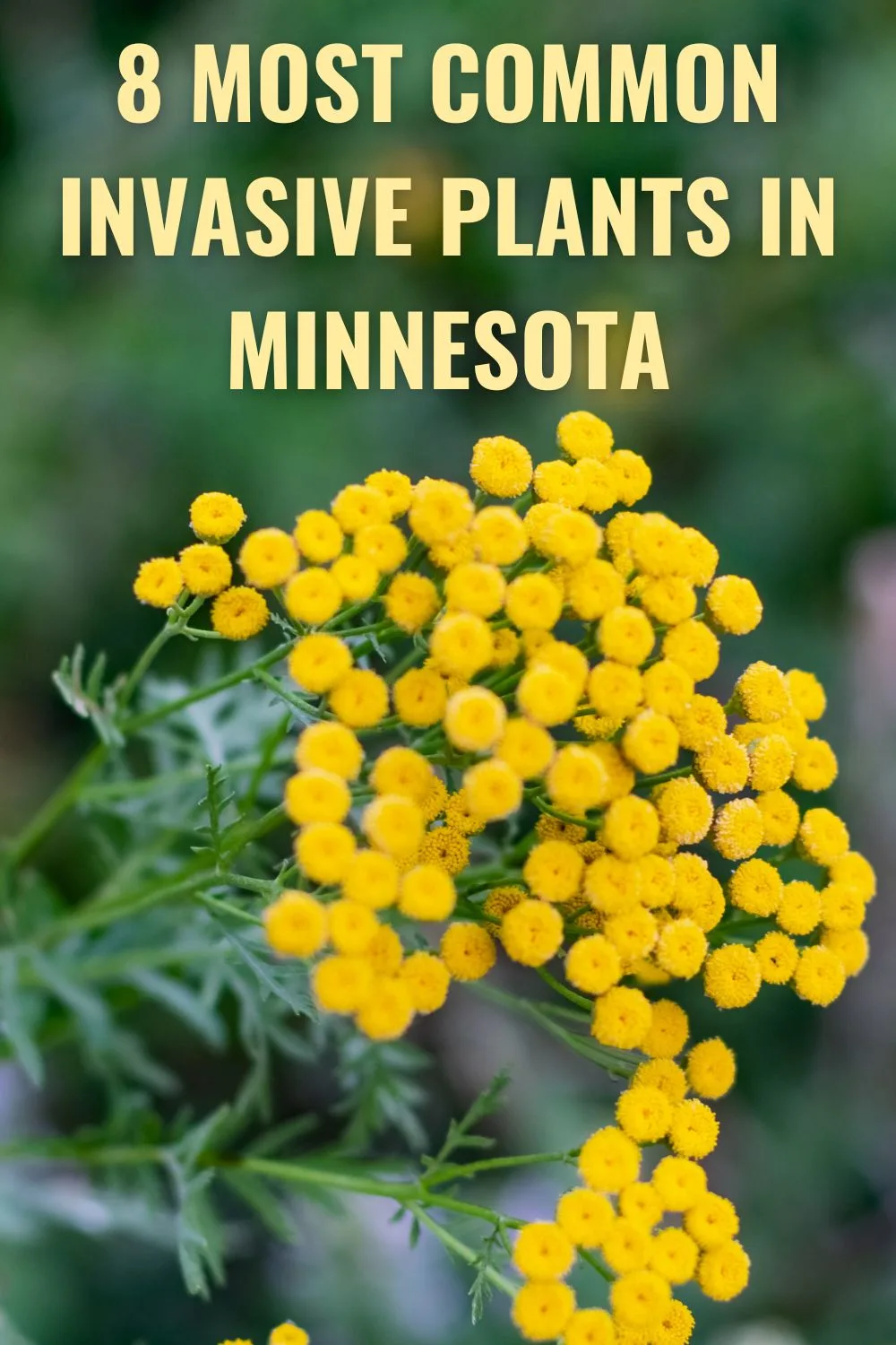 Eight most common invasive plants in Minnesota.