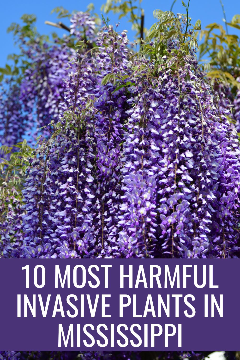 10 Most Harmful Invasive Plants in Mississippi.