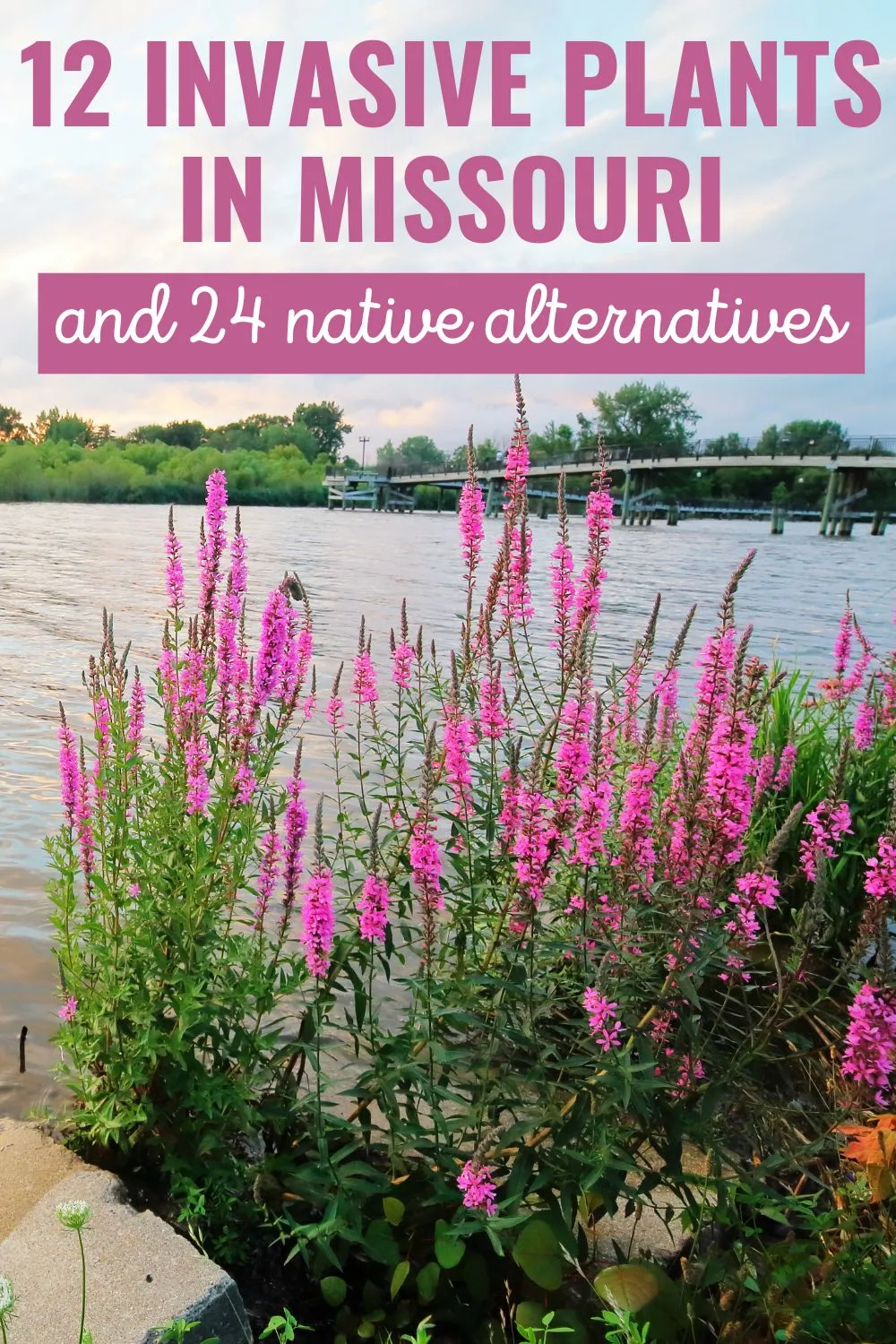 12 invasive plants in Missouri.