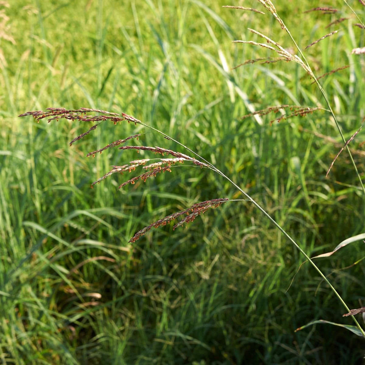 Johnson grass.