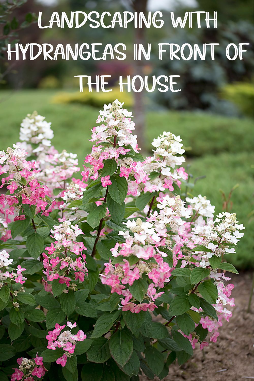 Landscaping with hydrangeas in front of the house.