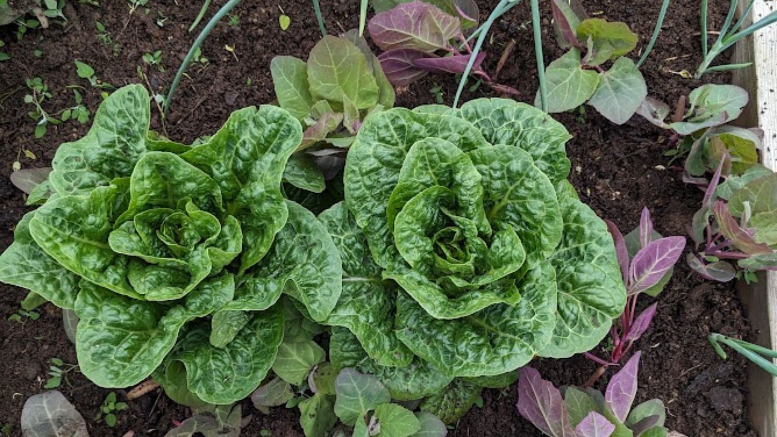 green lettuce growing in a raised bed