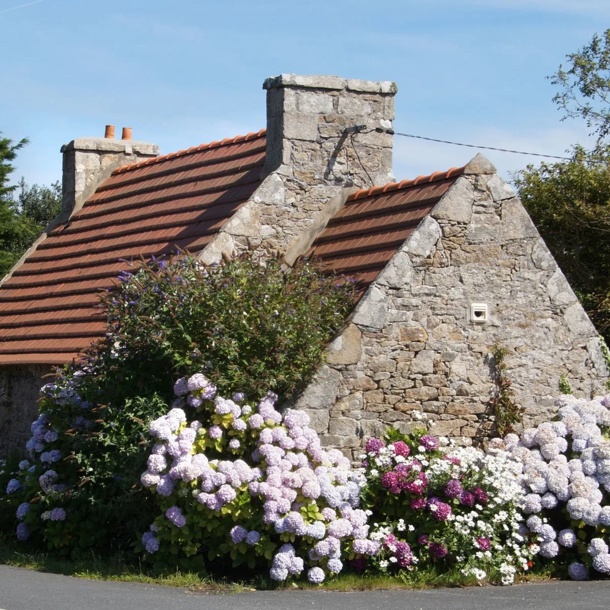 Mass planting of hydrangeas on the side wall of a stone house.