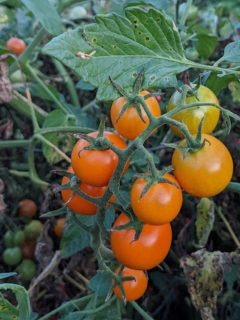 Orange cherry tomatoes on the vine.