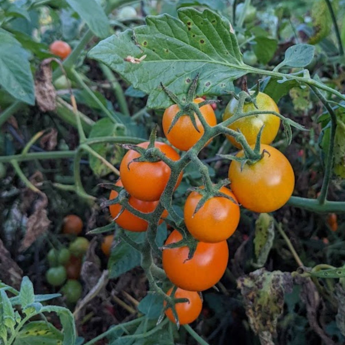 Orange cherry tomatoes on the vine. 