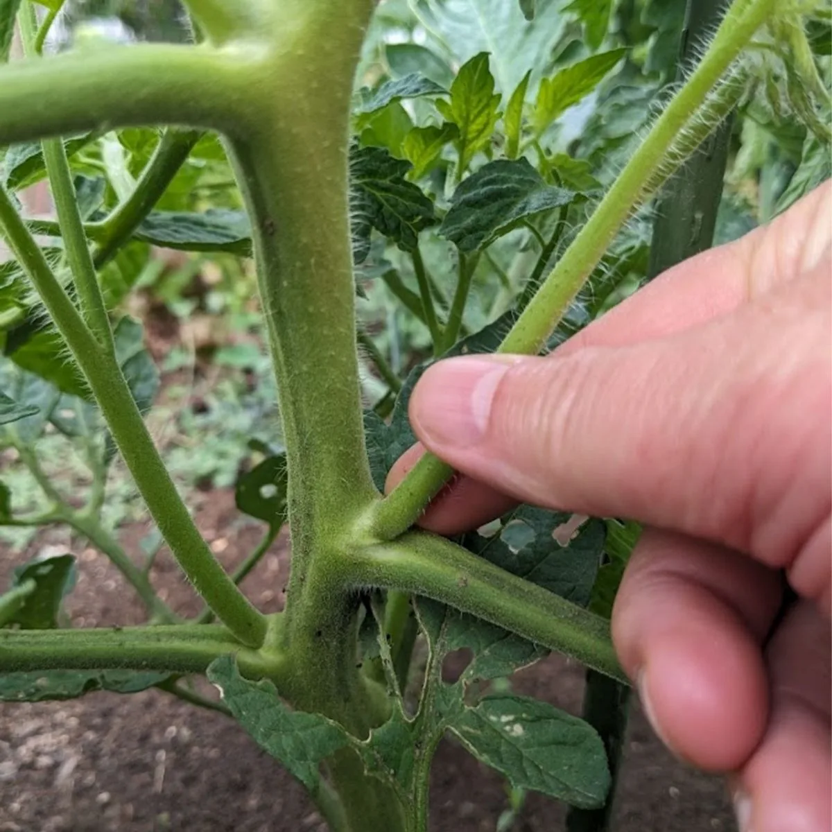 A hand pinching a tomato sucker. 