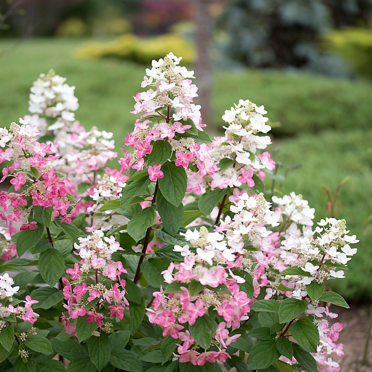 Gorgeous spiky hydrangea blooms in white and pink shades.