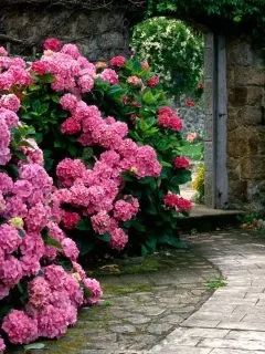 A beautiful wall of pink hydrangea flower leading up to a stone arch.