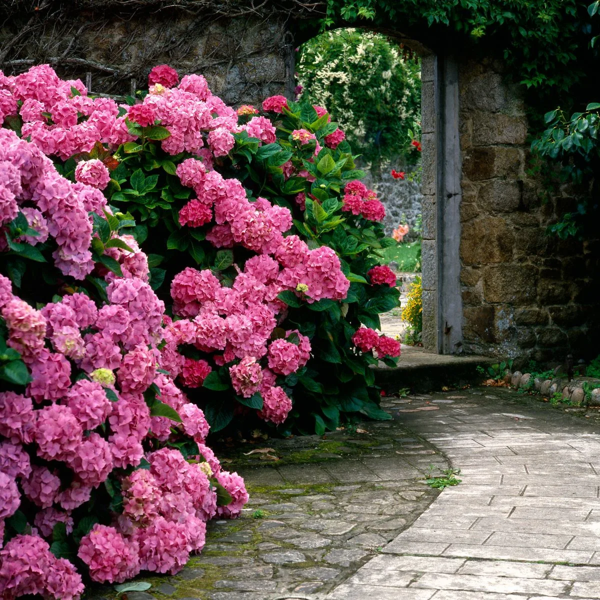 A pink hydrangea wall leads to an arched stone entrance. 