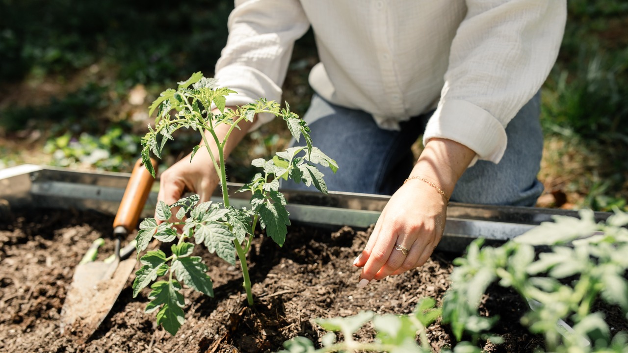 Gardener plants tomatoes in a sunny garden bed.